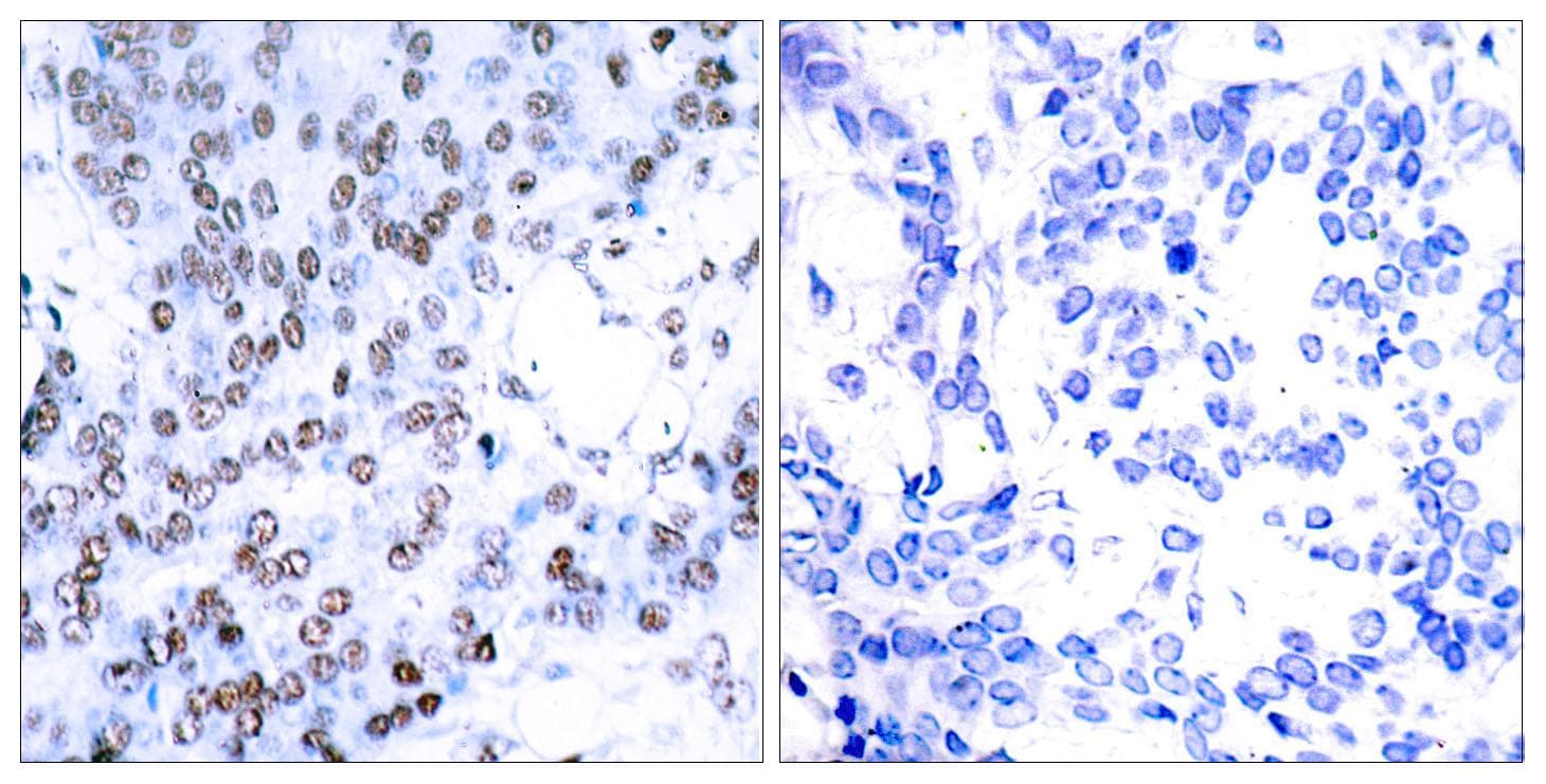 JUNB / JUN-B Antibody (p79)