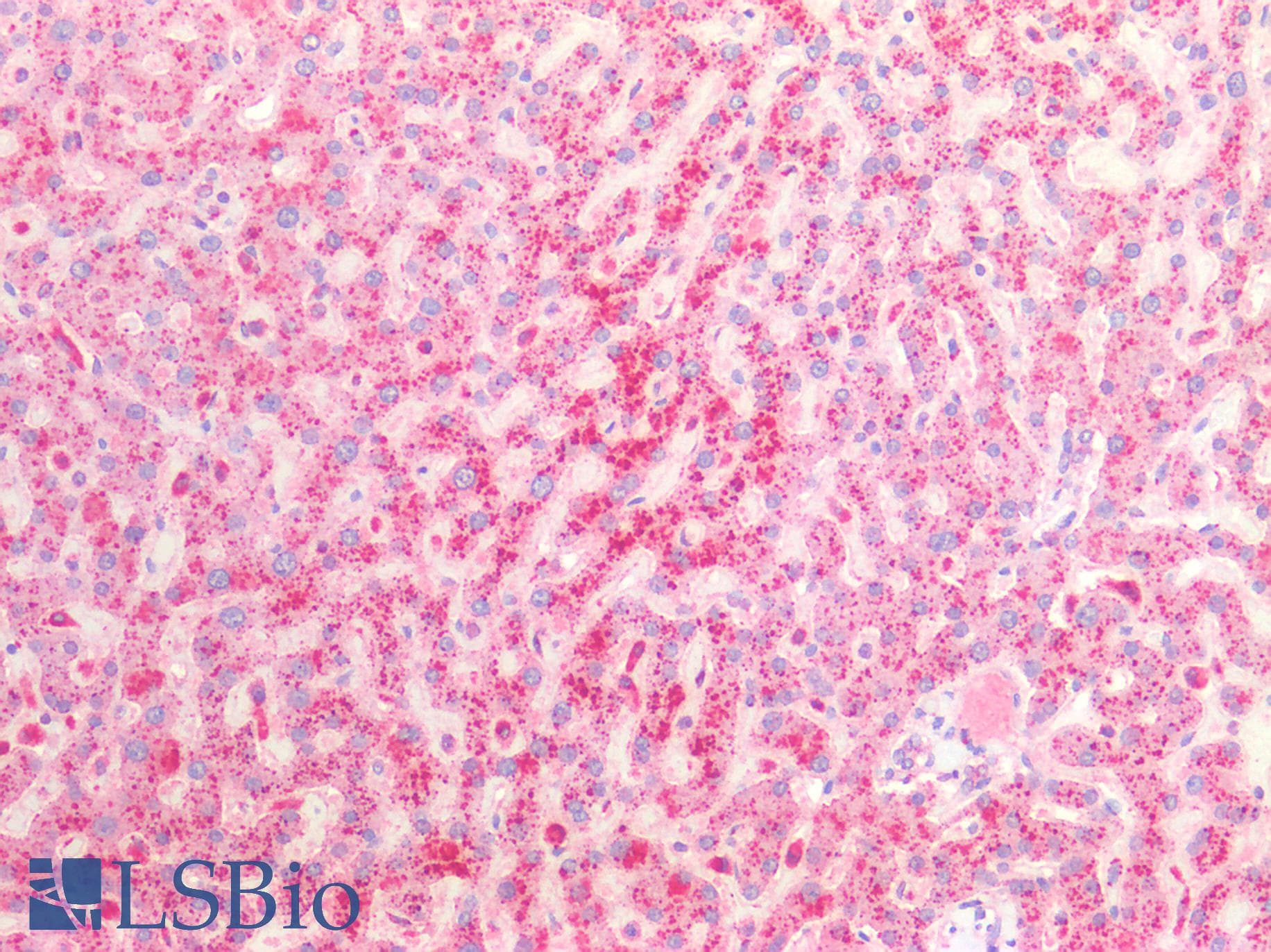 IHC-plus™ Monoclonal Mouse anti-Human CTSZ / Cathepsin Z Antibody (clone AT6G11, IHC, IF, WB)