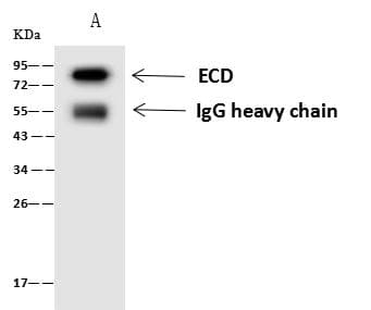 ECD Antibody