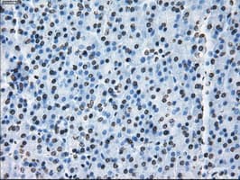 ID3 Antibody (clone OTI5C7)
