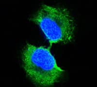 IHC-plus™ Monoclonal Mouse anti-Human GSTP1 / GST Pi Antibody (clone 3F2C2, IHC, IF, WB)