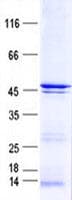 Human SEPT7 / Septin 7 Protein (Recombinant His, N-Terminal)