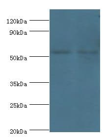 AUTL1 / ATG4C Antibody (aa259-458)