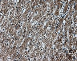 MCL1 / MCL 1 Antibody (clone OTI3A12)