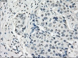 PDE10A Antibody (clone OTI1C9)