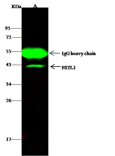 FSTL1 Antibody (Preservative Free)