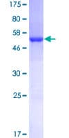 Human TXNDC9 Protein (Recombinant GST)