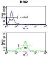Polyclonal Rabbit anti-Human SNRPC / U1C Antibody (aa133-159, IHC, WB)