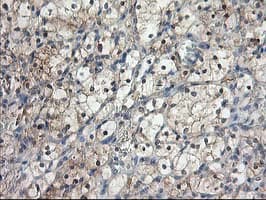 ALS2CR1 / NIF3L1 Antibody (clone OTI2B7)