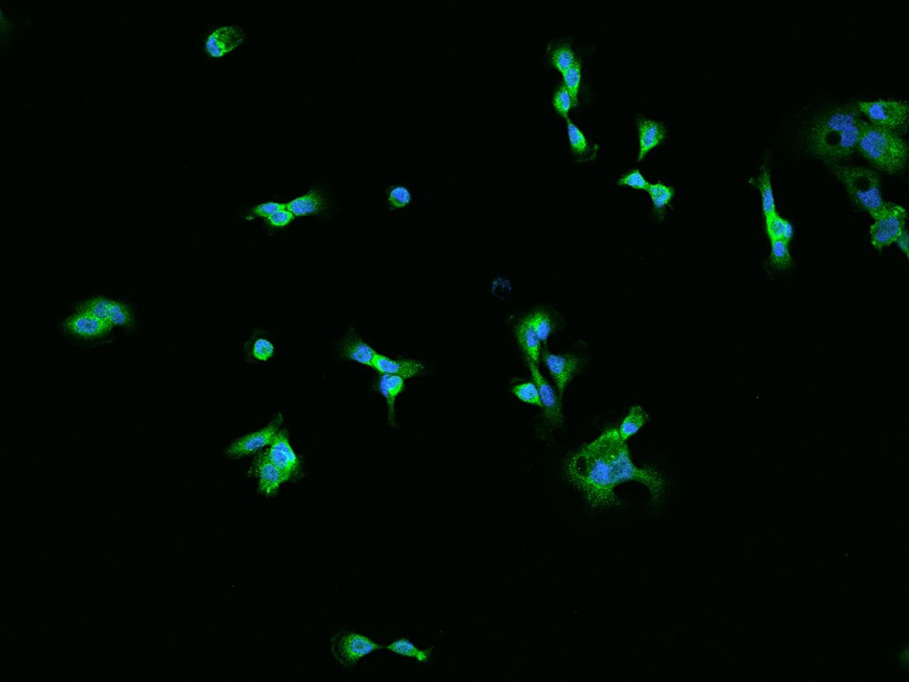 Polyclonal Rabbit anti-Human AHCYL1 / DCAL Antibody (IHC, IF, WB)