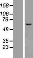 CCDC112 / MBC1 Protein (Over-Expression Lysate Myc-DDK (Flag))