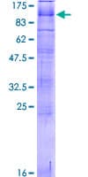 Human PKD2L1 Protein (Recombinant GST)