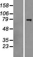 HERC6 Protein (Over-Expression Lysate Myc-DDK (Flag))