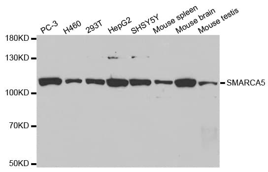 SMARCA5 / SNF2H Antibody