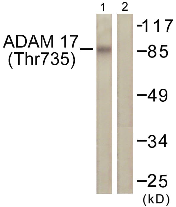 ADAM17 / TACE Antibody (phospho-Thr735)