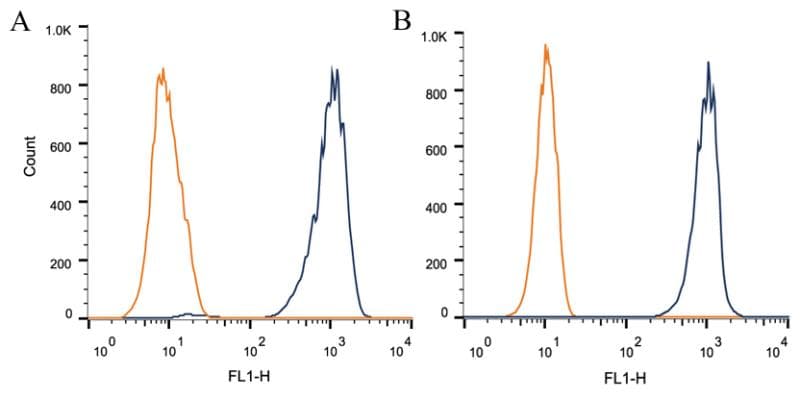 FOXP1 Antibody (clone JC12)