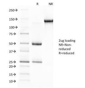 GYPA / CD235a / Glycophorin A Antibody (clone JC 159, Azide-free, BSA-free)