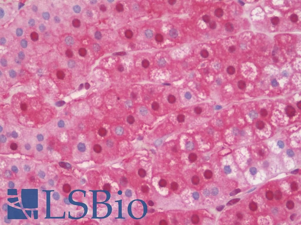 IHC-plus™ PSMA5 Antibody (clone 426CT8.5.1)