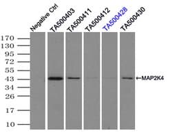 MAP2K4 / MKK4 Antibody (clone OTI1D6)