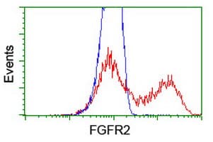 FGFR2 / FGF Receptor 2 Antibody (clone OTI5C5)