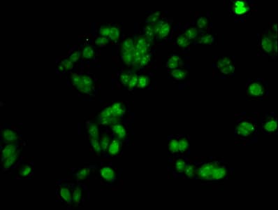 HIST1H1A Antibody
