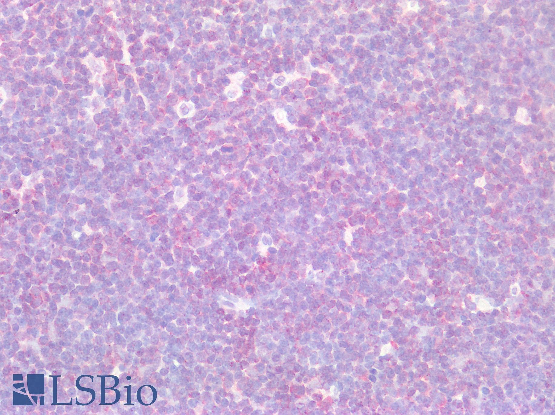 CD37 Antibody