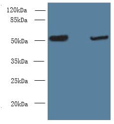NOSTRIN Antibody
