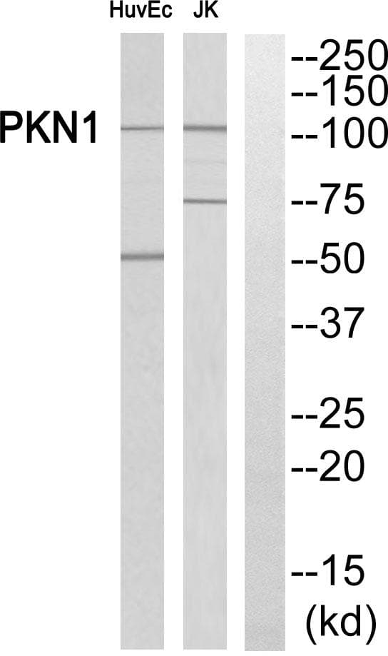 PKN1 Antibody