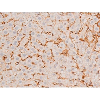 Polyclonal Rabbit anti-Human GATA4 Antibody (phospho-Ser262, IHC, IF, WB)