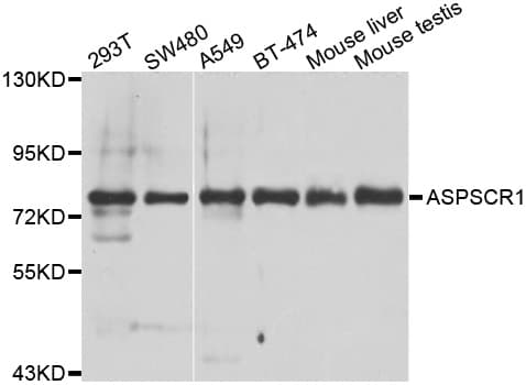 UBXD9 / ASPL Antibody (aa284-553)