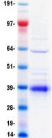 Human EMC10 Protein (Recombinant DDK (Flag)-His, C-terminus)