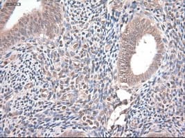 NTF4 / Neurotrophin 4 Antibody (clone OTI2E8)