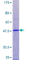 Human ARL8A Protein (Recombinant GST)