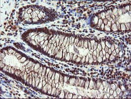 RYBP Antibody (clone OTI1B2, Carrier-free)