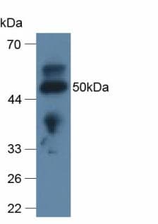 APOL2 / Apolipoprotein L 2 Antibody (aa186-337, APC)