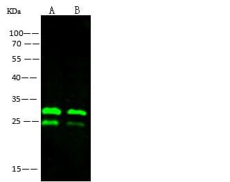 Ebola Virus VP24 Antibody (Preservative Free)