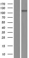 ARVCF Protein (Over-Expression Lysate Myc-DDK (Flag))