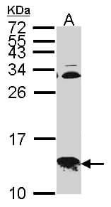COXG / COX6B1 Antibody (aa23-86)