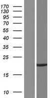 LRTOMT Protein (Over-Expression Lysate Myc-DDK (Flag))