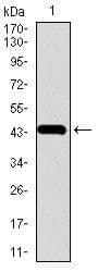 CHGA / Chromogranin A Antibody (Amino Acid: 87-252, clone 1A6B6)