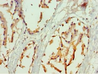 NRF1 / NRF-1 Antibody (aa1-300)
