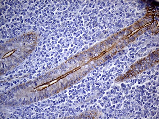 C14orf80 Antibody (clone OTI1H5, Carrier-free)