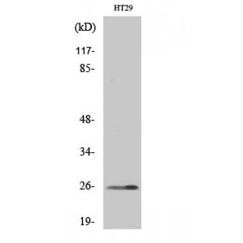HOXA6 Antibody (70-150 aa, Internal)
