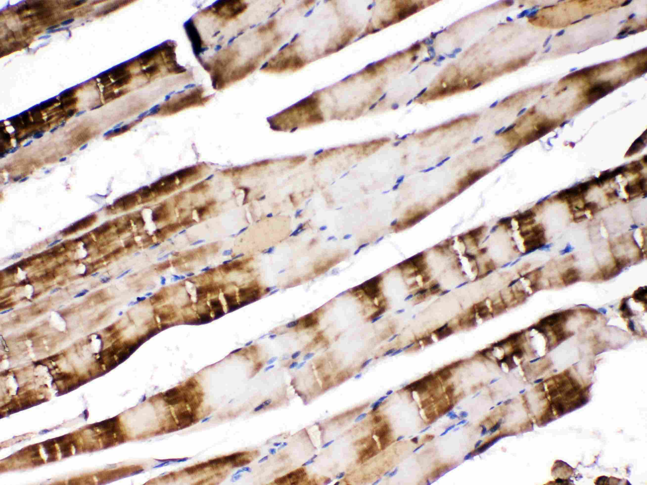 Polyclonal Rabbit anti-Human CA3 / Carbonic Anhydrase III Antibody (IHC, WB)