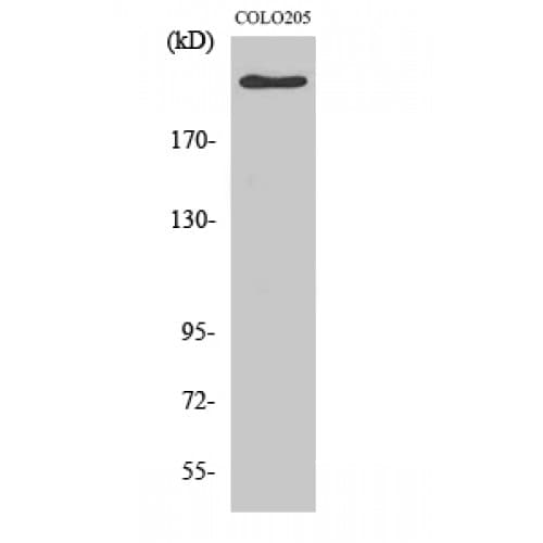 APC Antibody (2770-2850 aa, C-terminal)