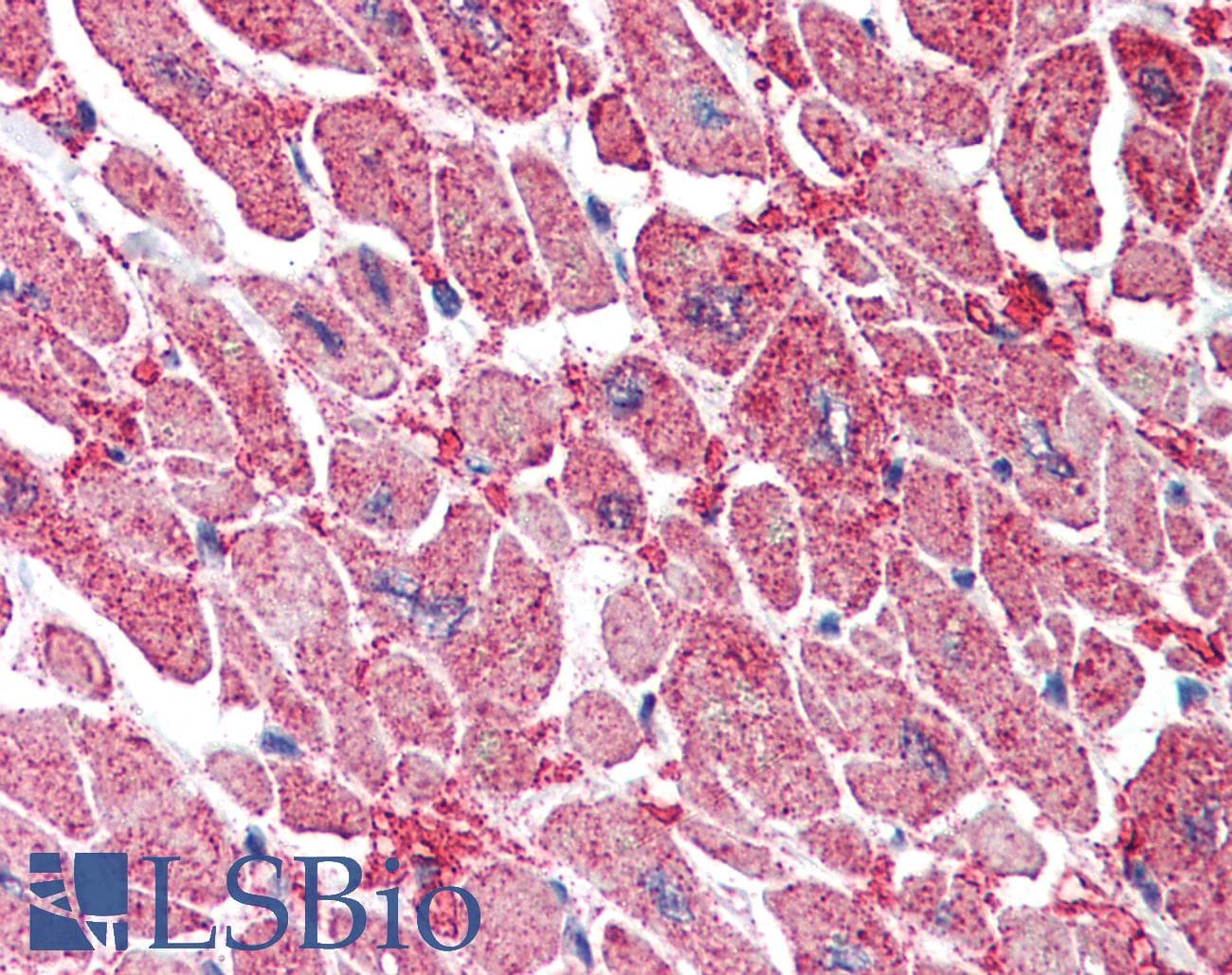IHC-plus™ KPNA3 / Importin Alpha 4 Antibody (aa509-521)