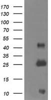 ALDH1A3 Antibody (aa1-100, clone OTI4E8, Carrier-free)