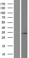 RPL7 / Ribosomal Protein L7 (Over-Expression Lysate Myc-DDK (Flag))