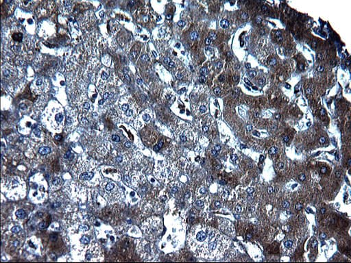 FGG / Fibrinogen Gamma Antibody (clone OTI1D1, Carrier-free)