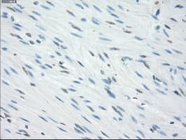 CD32A Antibody (clone OTI9G5)